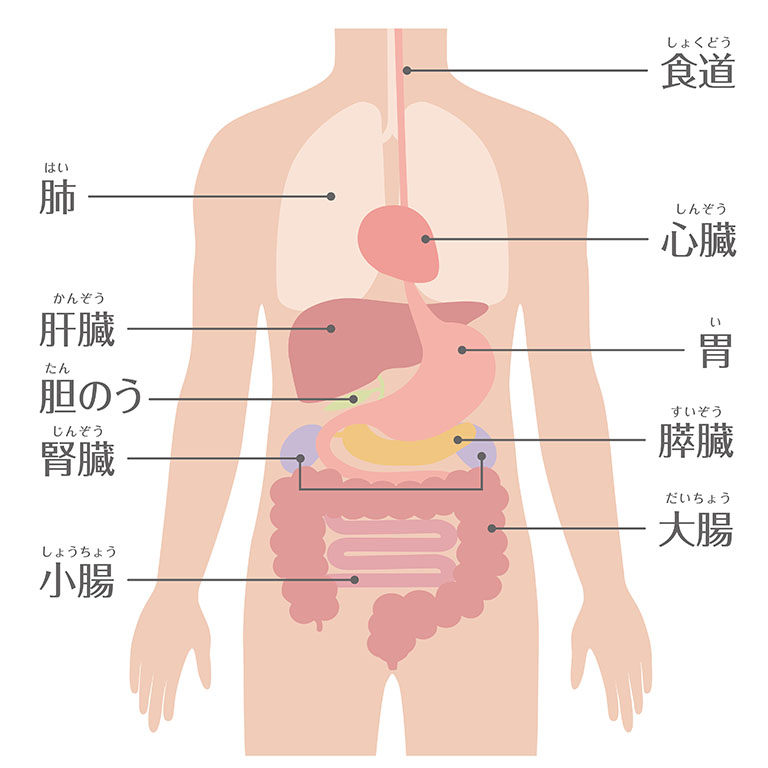 人間の身体（臓器・内臓）文字あり